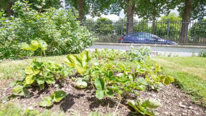 Jardin Coup De Pousse, Jardinier à Reims