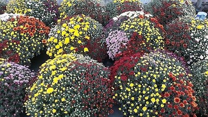Chazalet Plants, Jardinier à Valence