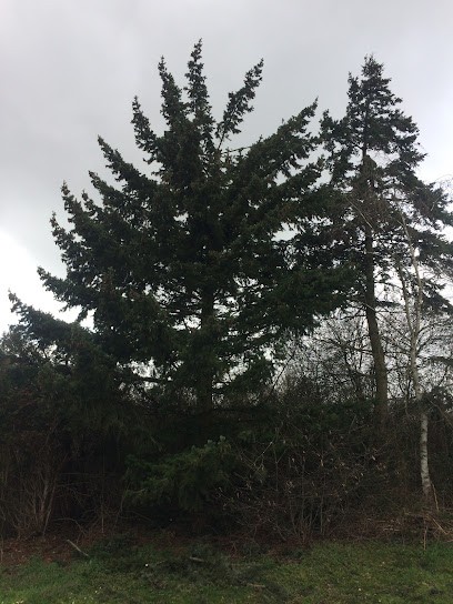 Jardinier Paysagiste, Adelle élagueur élagage Abattage D’arbres, Jardinier à Saint-Thibault-des-Vignes