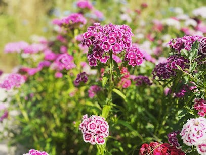 MJ Services De Jardinage, Jardinier à Anché