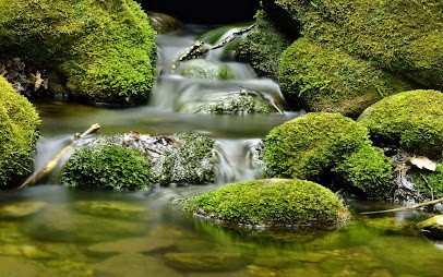Zen'o Jardin, Jardinier à Bellefontaine