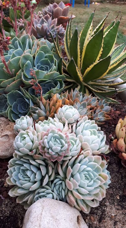 succulente harmonie, Jardinier à Saint-Michel-Chef-Chef