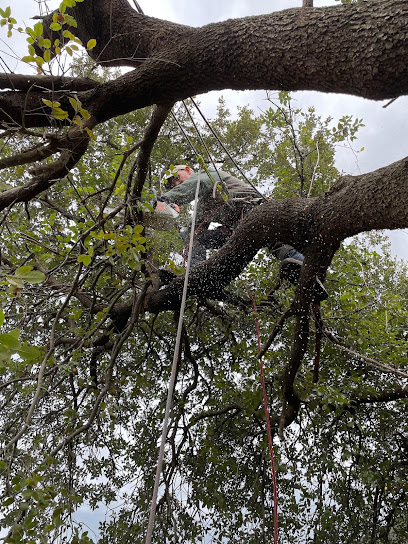 Entretien Jardin A Manu Verde, Jardinier à Belgodère
